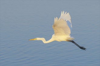 Great Egret (Ardea alba) in flight, wildlife, heron, water bird, Baltic Sea coast, Fehmarn Island,