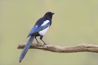 Magpie, (Pica pica) sitting on a branch with contrasting blue, black and white feathers, wildlife,