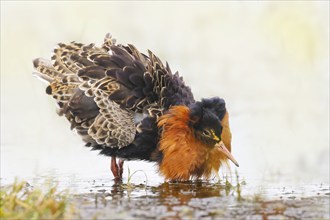 Ruff (Philomachus pugnax), adult male in splendour plumage, standing in wet meadow, snipe birds,