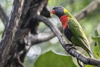 Rainbow lorikeet (Trichoglossus moluccanus), Emmen Zoo, Netherlands