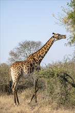 Southern giraffe (Giraffa giraffa giraffa) eating leaves on a tree, Kruger National Park, South