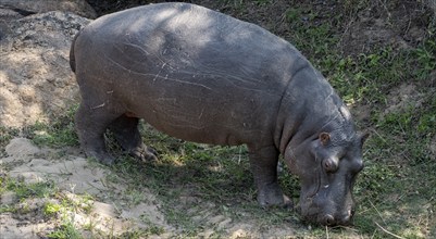 Hippopotamus (Hippopatamus amphibius) grazing, adult, Kruger National Park, South Africa, Africa