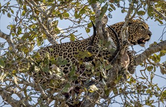 Leopard (Panthera pardus) with a shot impala buck in a tree, adult, Kruger National Park, South