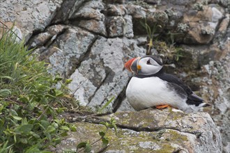 Puffin (Fratercula arctica) Skomer Island, Wales, Great Britain