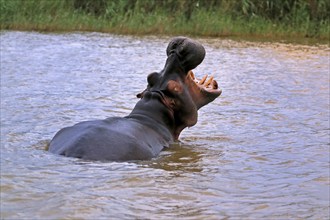 Hippopotamus (Hippopatamus amphibius), adult, yawning, threatening, in water, portrait, Saint Lucia