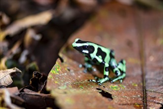 Green and black poison dart frog (Dendrobates auratus) on a leaf, Heredia Province, Costa Rica,