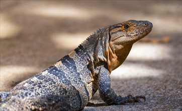 Black spiny-tailed iguana (Ctenosaura similis), adult female, Manuel Antonio National Park,