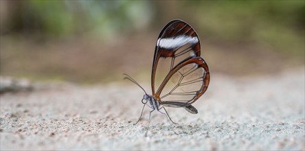 Glasswing butterfly (Greta oto), butterfly with transparent wings sitting on the ground, Alajuela