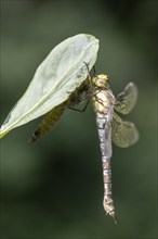 Southern Hawker (Aeshna cyanea) with exuviae, Emsland, Lower Saxony, Germany, Europe