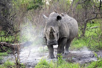 White rhino (Ceratotherium simum), adult, male, alert, startled, Kruger National Park, Kruger