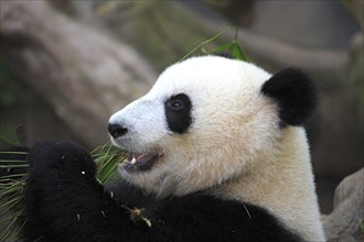 Giant Panda (Ailuropoda melanoleuca), adult, portrait, feeding, China, Asia