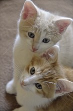 Two-month-old domestic cats (Felis silvestris f. catus), kittens