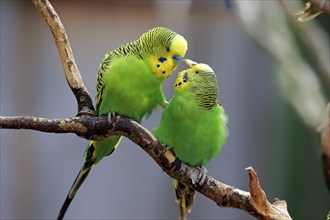 Budgerigar (Melopsittacus undulatus), adult, pair, Alice Springs, Northern Territory, Australia,