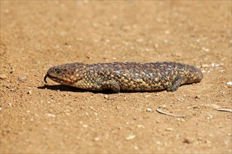 Pine cone lizard, pine cone skink, Sturt lizard (Tiliqua rugosa), adult running, showing tongue,