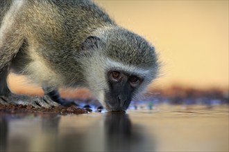 Vervet Monkey (Chlorocebus pygerythrus), adult, drinking, portrait, at the water, Kruger National