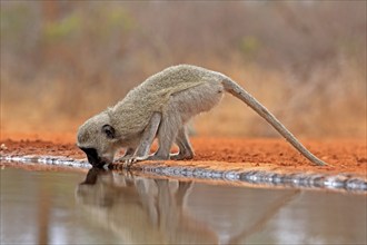 Vervet Monkey (Chlorocebus pygerythrus), adult, drinking, at the water, Kruger National Park,