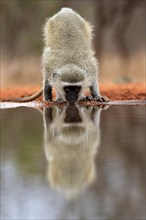 Vervet Monkey (Chlorocebus pygerythrus), adult, drinking, at the water, Kruger National Park,