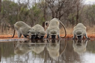 Vervet Monkey (Chlorocebus pygerythrus), adult, group, drinking, at the water, Kruger National