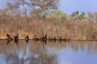 Zebra mongoose (Mungos mungo), adult, group, at the water, drinking, Kruger National Park, Kruger