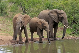 African elephant (Loxodonta africana), juvenile, mother, adult, female, mother with two juveniles,