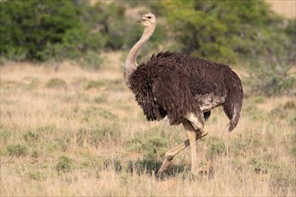 South African ostrich (Struthio camelus australis), common ostrich, adult, female, running,