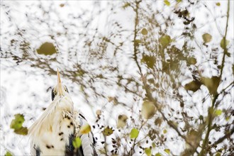 Grey heron (Ardea cinerea), animal portrait, autumn bokeh, Hesse, Germany, Europe