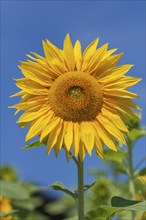 Sunflower (Helianthus annuus), Rhineland-Palatinate, Germany, Europe