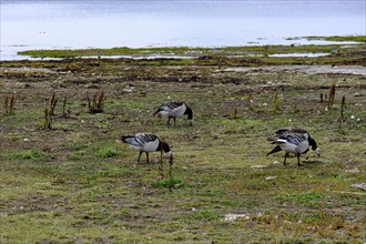 White-fronted geese on a sea meadow on the shore of the Baltic Sea at the southern tip of Öland