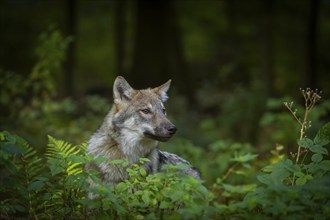 Moritzburg Game Reserve, Moritzburg, Saxony, Germany, Europe