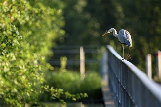 Grey heron (Ardea cinerea), using a railing to forage in a ditch, Ewald colliery, Herten, Ruhr