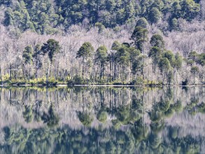 Lake Lago Quilleihue, calm surface, reflections on the water, araucaria trees, Villarica NP near