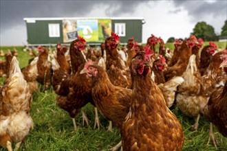 Chickens in a meadow, mobile housing, free-range chickens, free-range eggs, north of