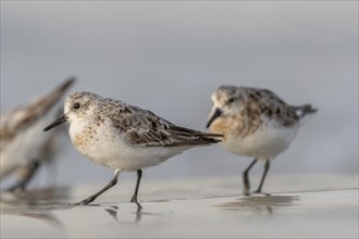 Sanderling (Calidris alba) feeding on a beach. Camaret sur mer, Crozon, Finistere, Brittany,