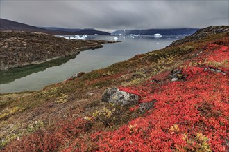 Autumn coloured tundra at fjord with icebergs, mountains, Scoresby Sound, East Greenland,