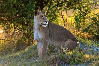 Lioness, female lion (Panthera leo) on the evening hunt, hunt, lookout, wild, free-living, safari,