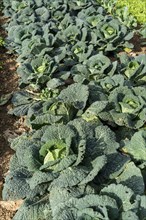 Agriculture, Savoy cabbage heads growing in a field