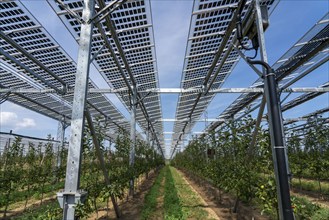 Agri-photovoltaic test plant, an apple orchard with two different systems of PV modules was roofed