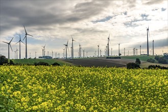 Wind farm near Lichtenau, wind turbines, rape field, North Rhine-Westphalia, Germany, Europe