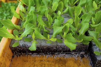 Lettuce plants, in press pots, they are planted in a field with a planting machine, agriculture,