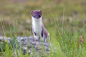 Ermine, (Mustela erminea), large weasel, marten-like, Nordkinnhalvoya, Norway, Europe