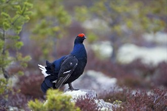 Black grouse, courtship behaviour, (Lyrrus tetrix), Hamra, Hamra, Sweden, Europe