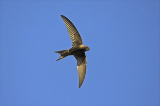 Common swift (Apus apus), family of swallows, Mannheim, Baden-Württemberg, Federal Republic of