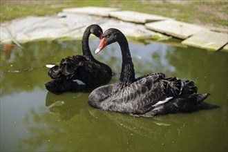 Black swans swimming in a small pond. Wall, 31.07.2024