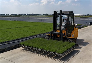 Horticultural business, lavender plants, in flower pots, outdoors, being transported to make them