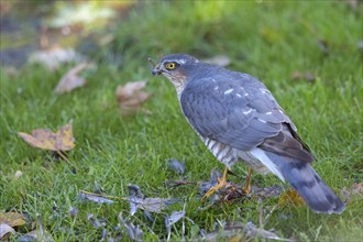 Eurasian sparrowhawk (Accipiter nisus), Neuhofen, Rhineland-Palatinate, Germany, Europe