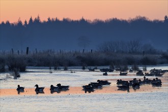 White-fronted Goose (Anser albifrons), at roost, in front of sunrise, dusk, morning, Dingdener