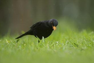 European blackbird (Turdus merula) adult male bird on a garden grass lawn with food in its beak,