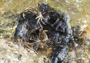 Several chinese mitten crab (Eriocheir sinensis), invasive species, neozoon, crabs, juveniles,