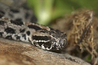 Pygmy rattlesnake (Sistrurus miliarius barbouri), Everglades National Park, Florida, USA, North