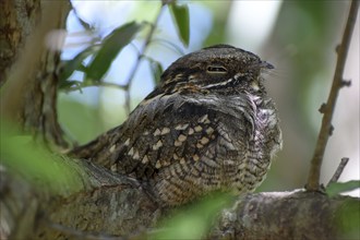 Very rarely seen Little Nightjar (Setopagis parvula), spends the day sleeping in the bushes,